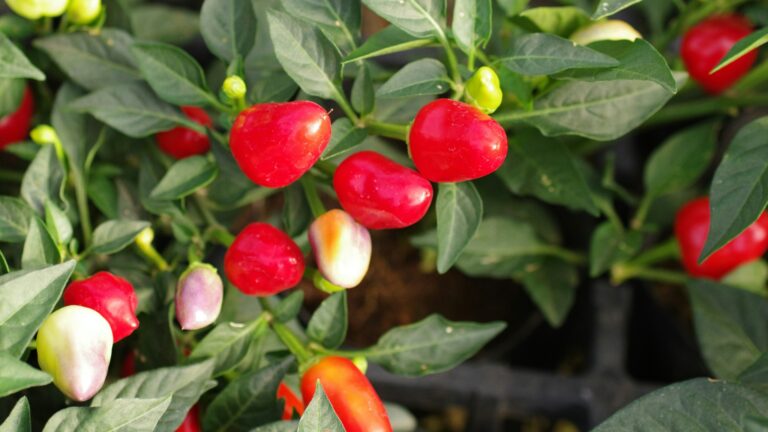 Red and yellow peppers growing on a plant.